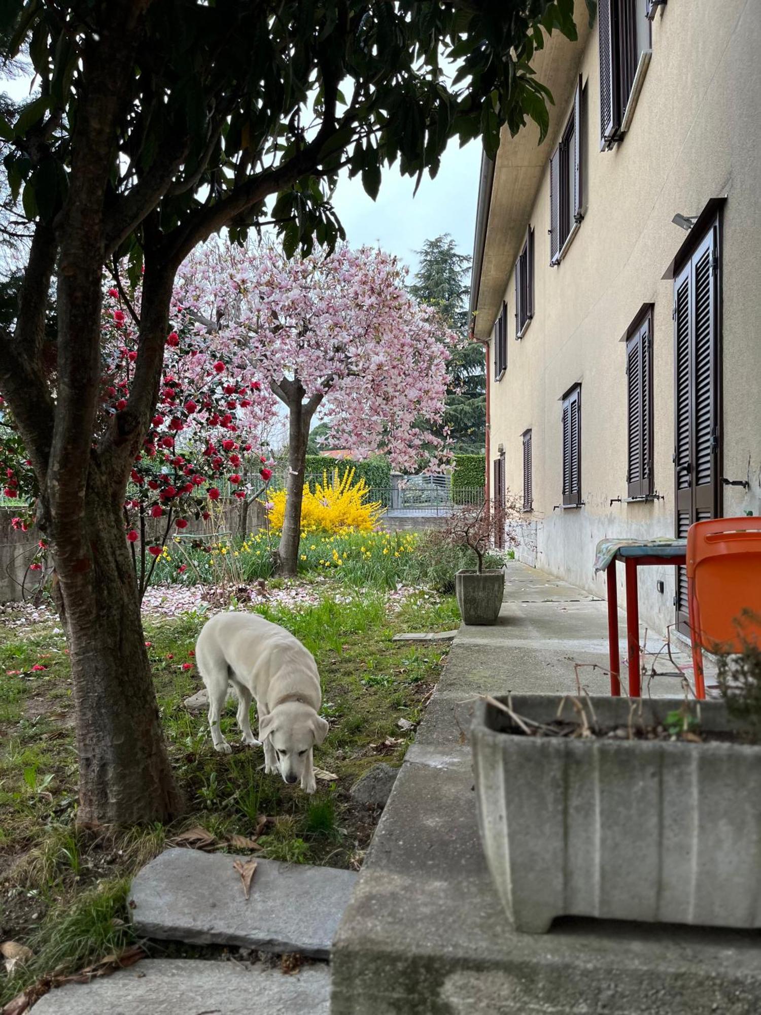 Il Cortile Como Single & Double Room In Apartment No Hotel 外观 照片